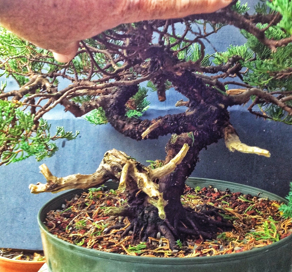 The advantage of starting with a better tree – Adam's Art and Bonsai Blog