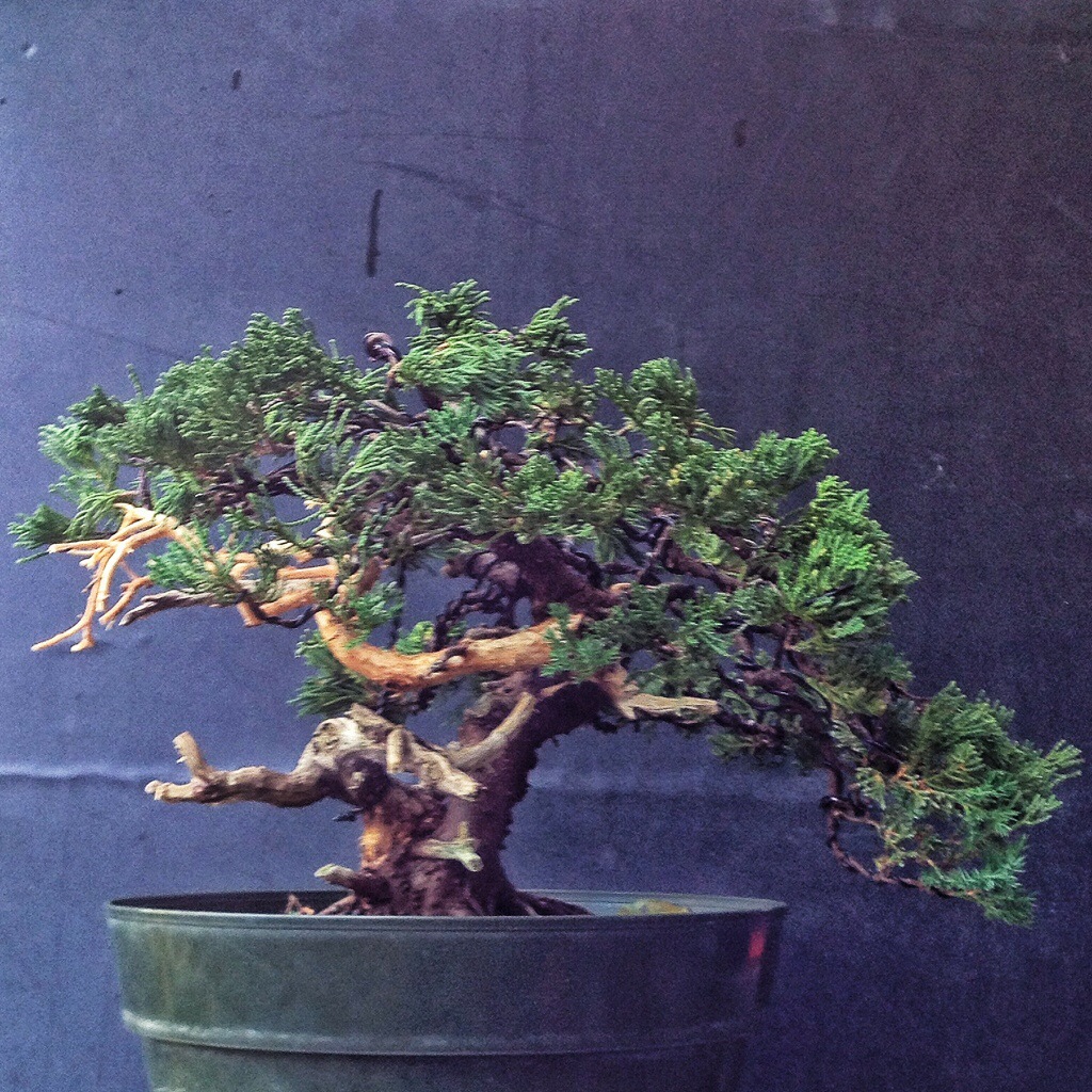 The advantage of starting with a better tree – Adam's Art and Bonsai Blog