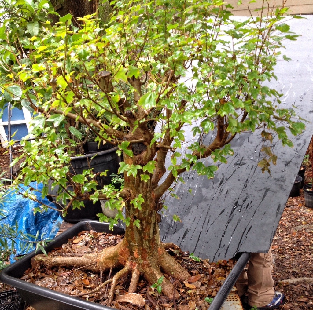 Trident maple Hunka' wood – Adam's Art and Bonsai Blog