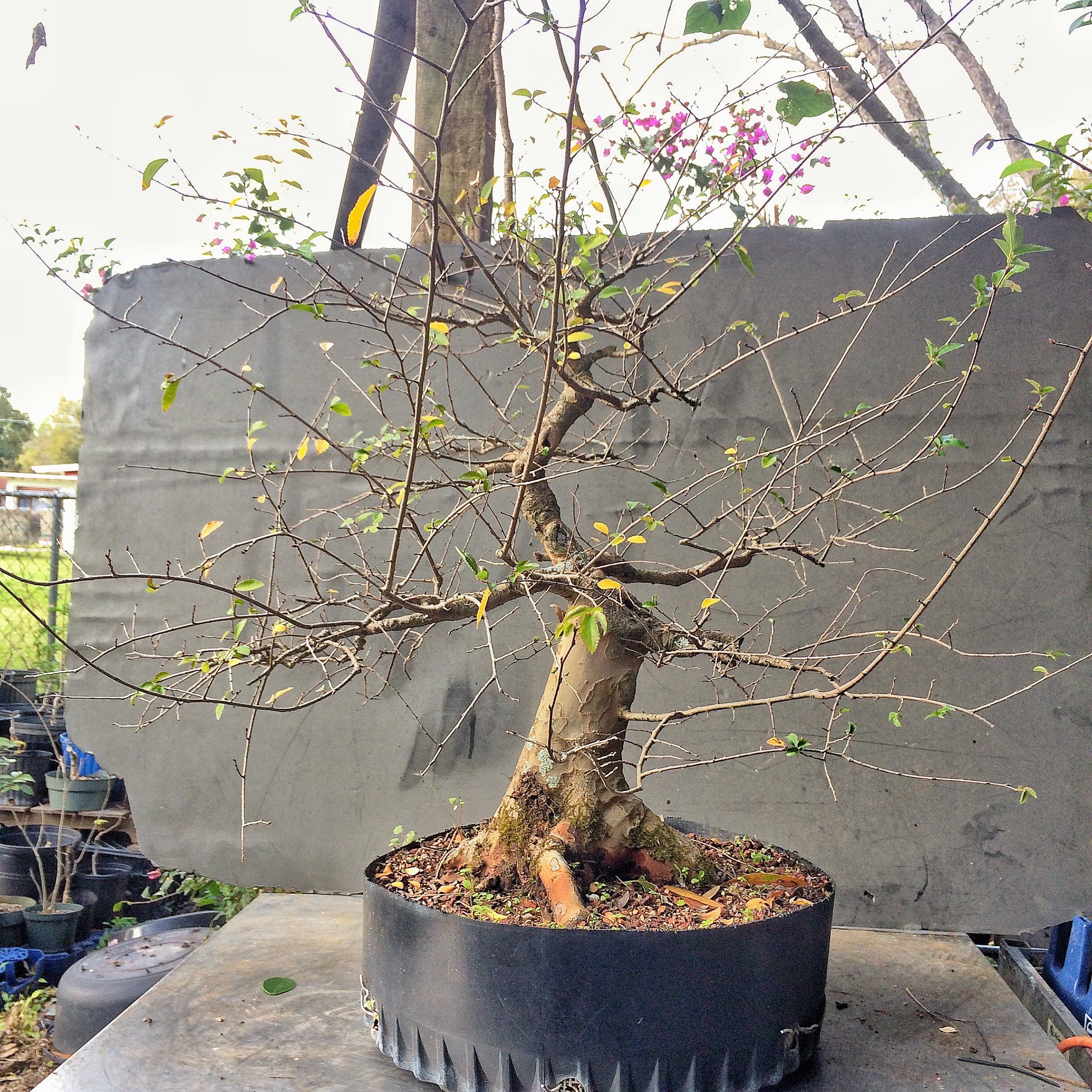 bonsai rotala Rotala Bonsai