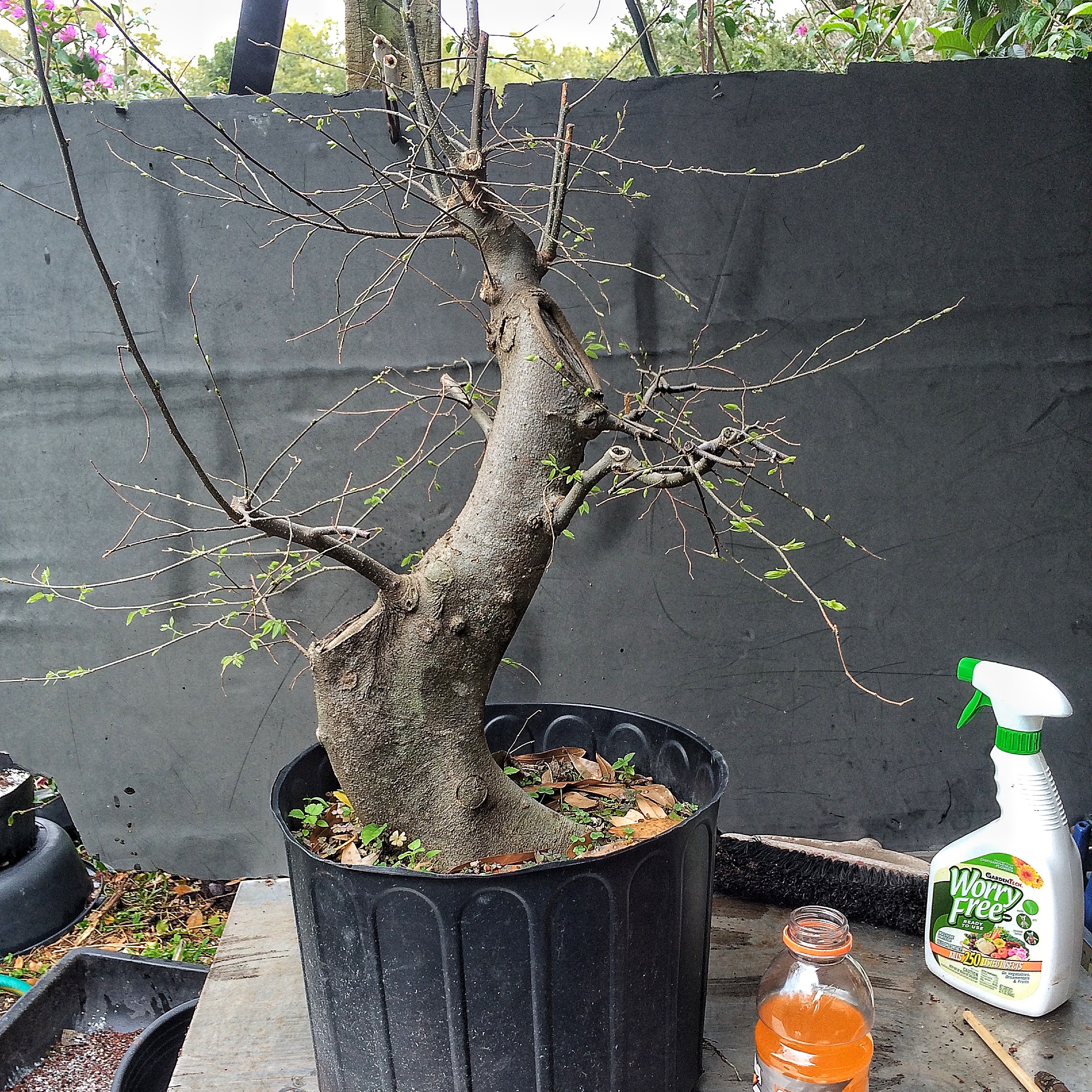 Why I waste my time on bad trees or, I don't give a damn about my bad  reputation  Adam's Art and Bonsai Blog