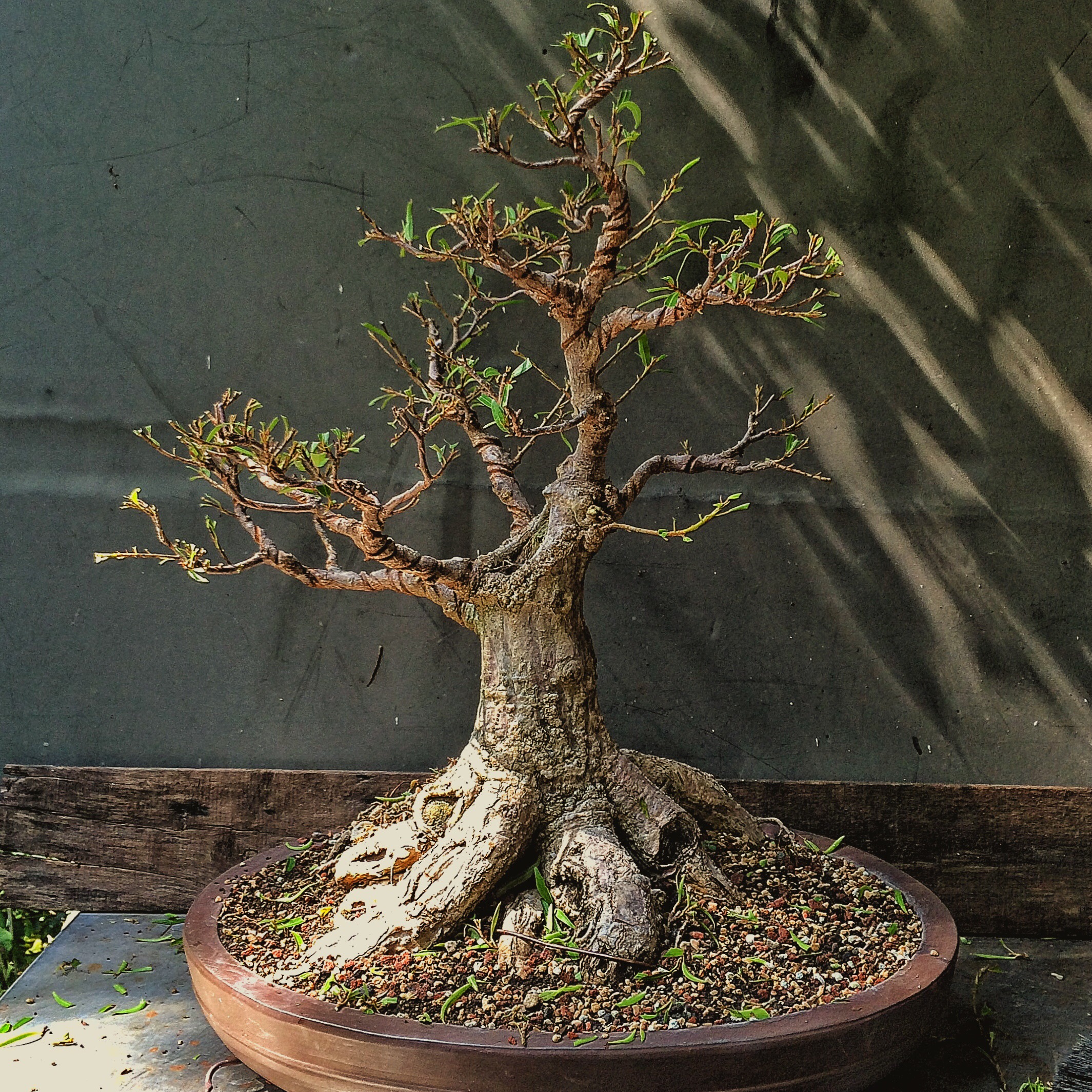 Cracked pots, wire scars, ficus in focus and some philosophy Adam's