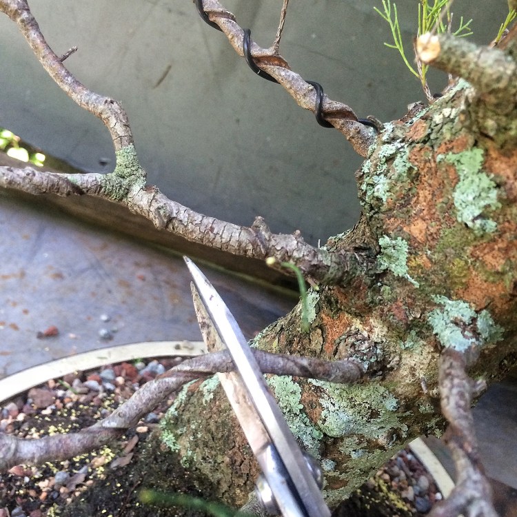 Cracked pots, wire scars, ficus in focus and some philosophy Adam's