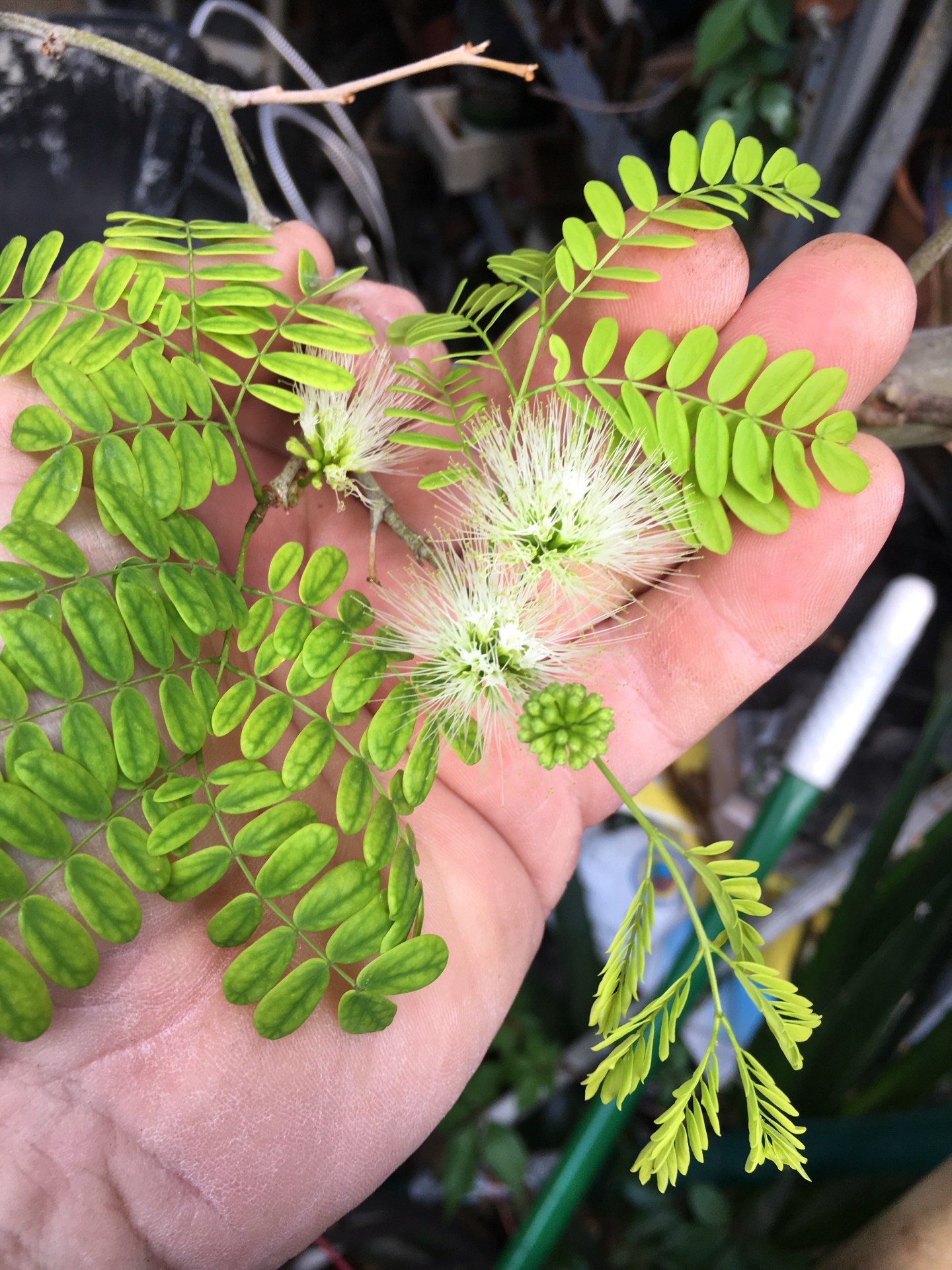 A flowering Brazilian raintree – Adam's Art and Bonsai Blog