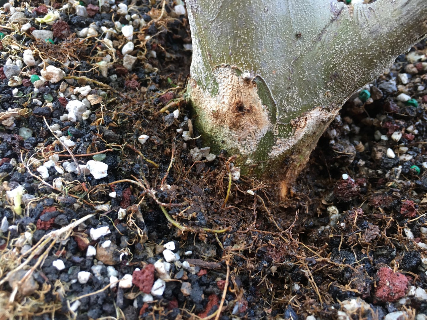 A flowering Brazilian raintree – Adam's Art and Bonsai Blog