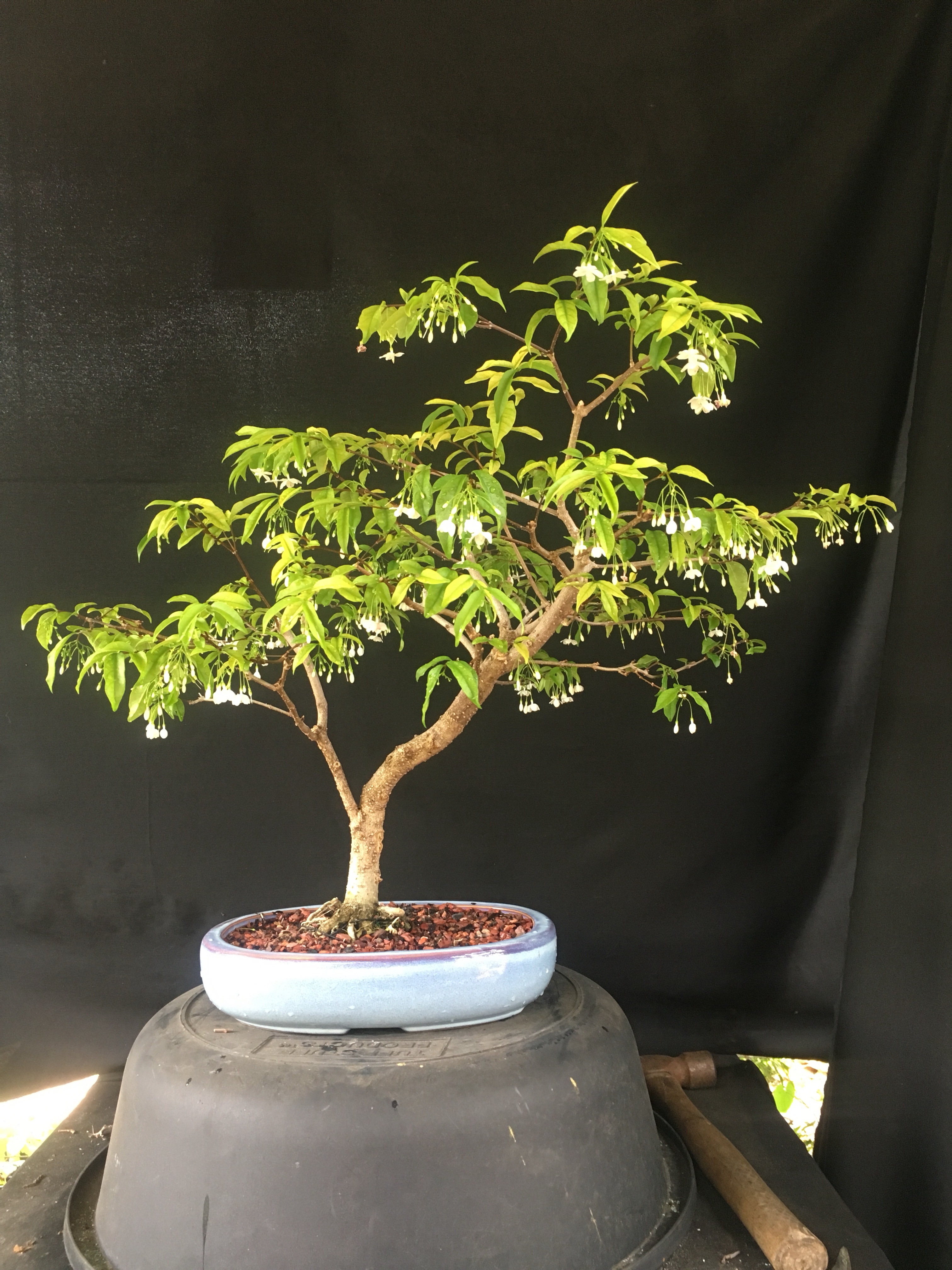 A simple Water Jasmine  Adam's Art and Bonsai Blog