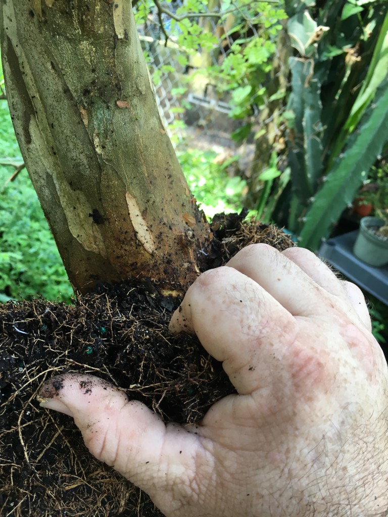 It sometimes seems like I have a Brazilian Raintrees – Adam's Art and ...
