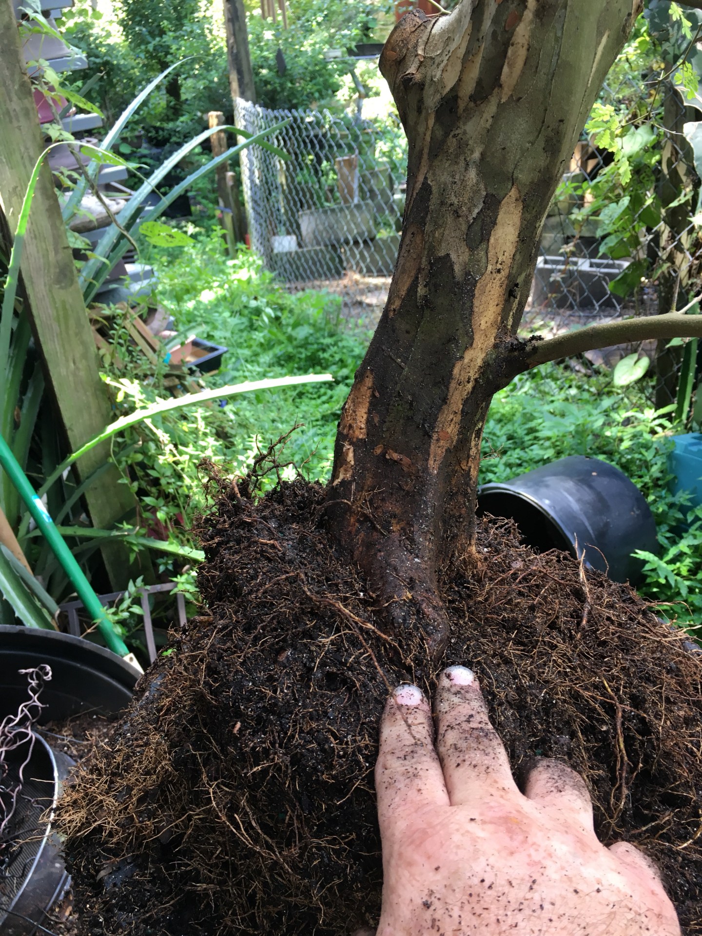 It sometimes seems like I have a Brazilian Raintrees – Adam's Art and ...