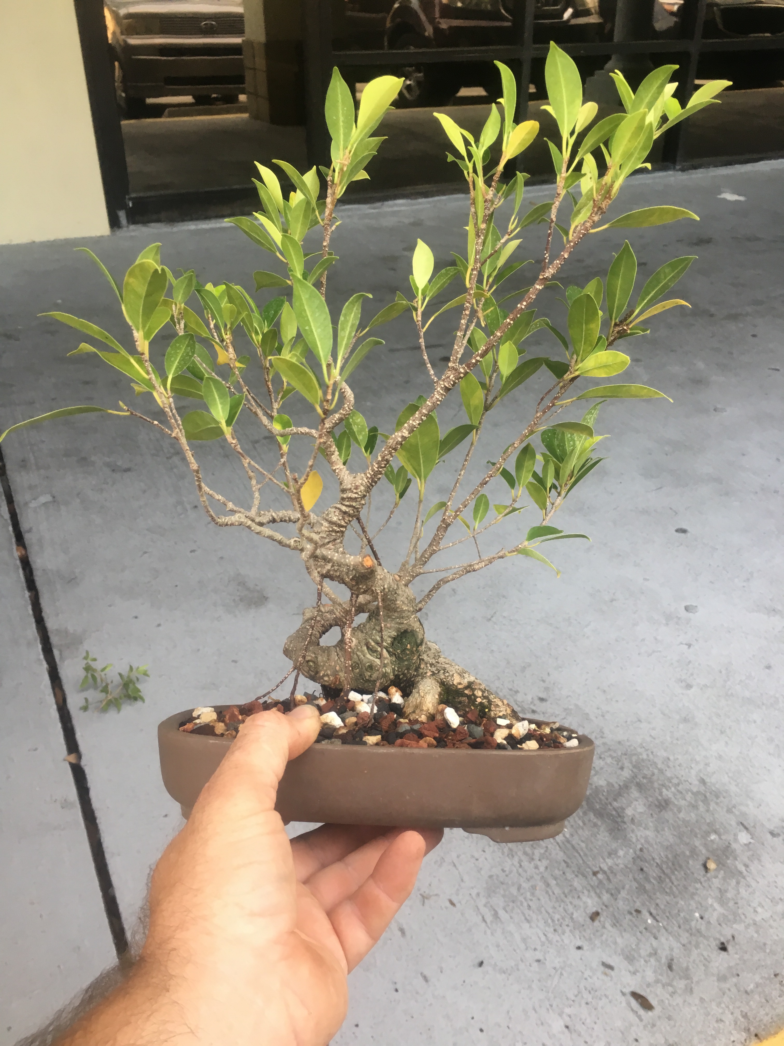 Weird and wacky tiger bark ficus bonsai  Adam's Art and Bonsai Blog