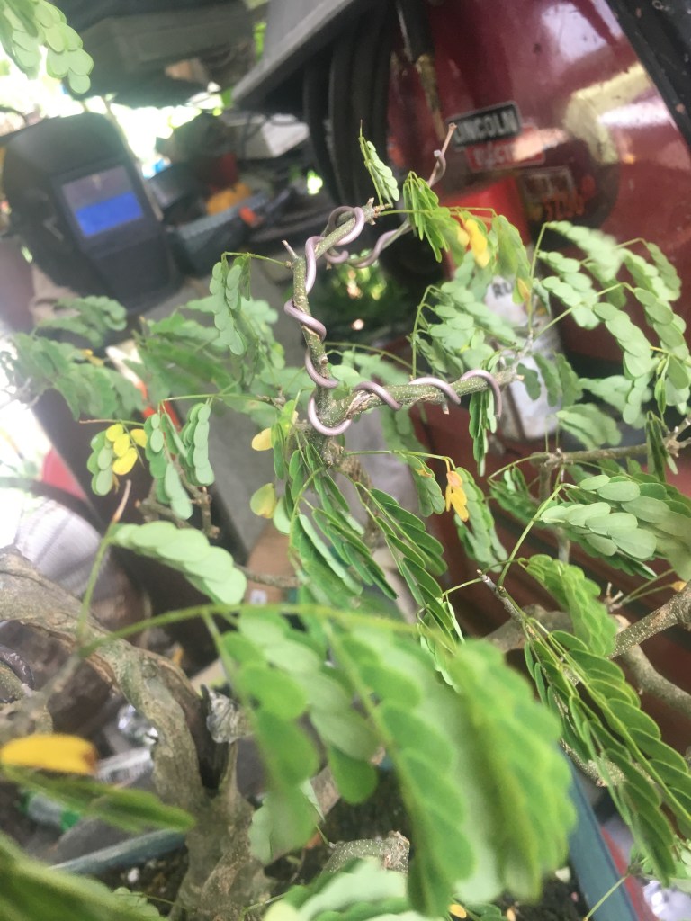 When do we defoliate a Brazilian Raintree? – Adam's Art and Bonsai Blog