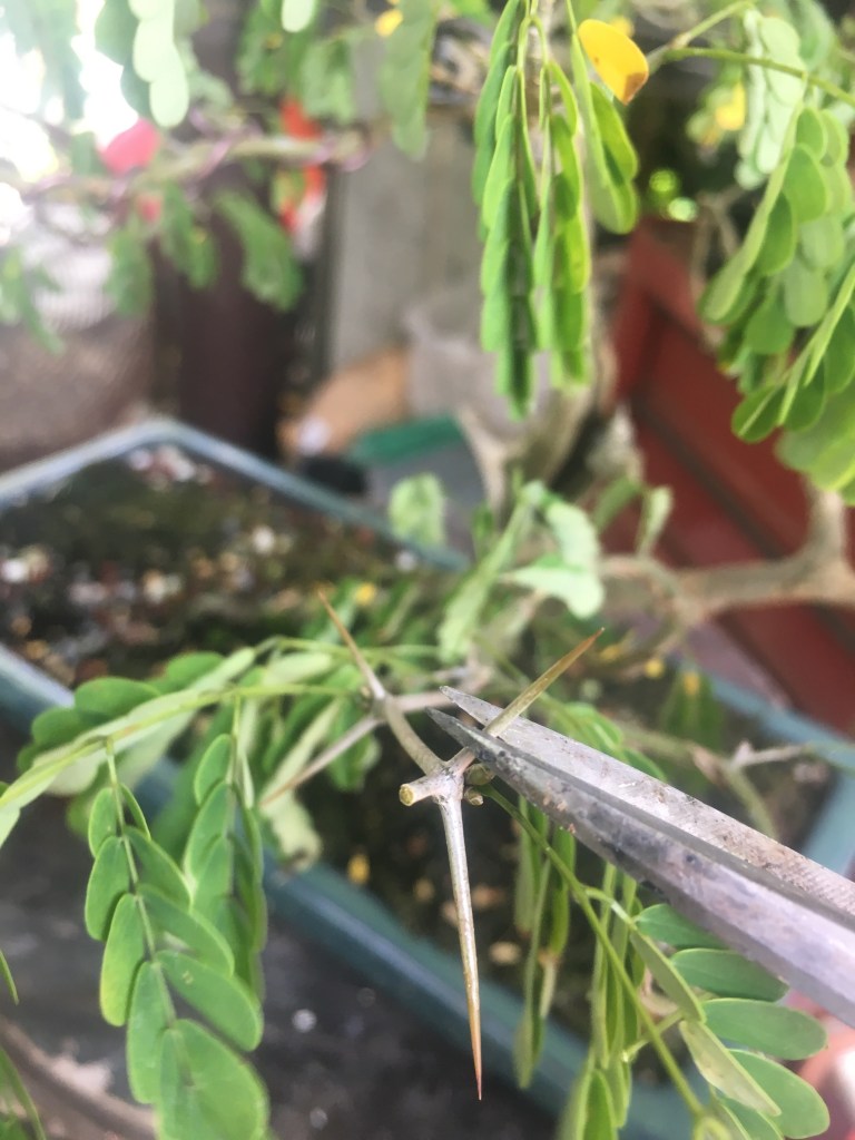 When do we defoliate a Brazilian Raintree? – Adam's Art and Bonsai Blog