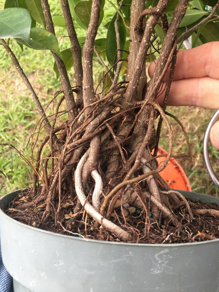 Gnarly root monster – Adam's Art and Bonsai Blog