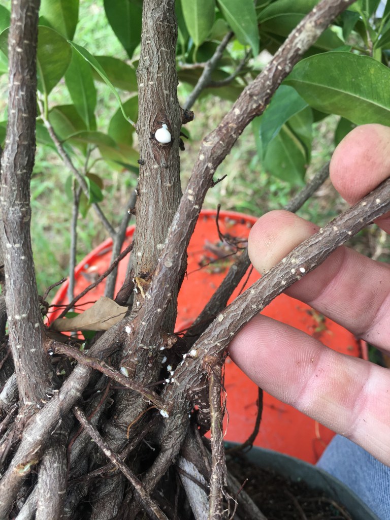 Gnarly root monster – Adam's Art and Bonsai Blog