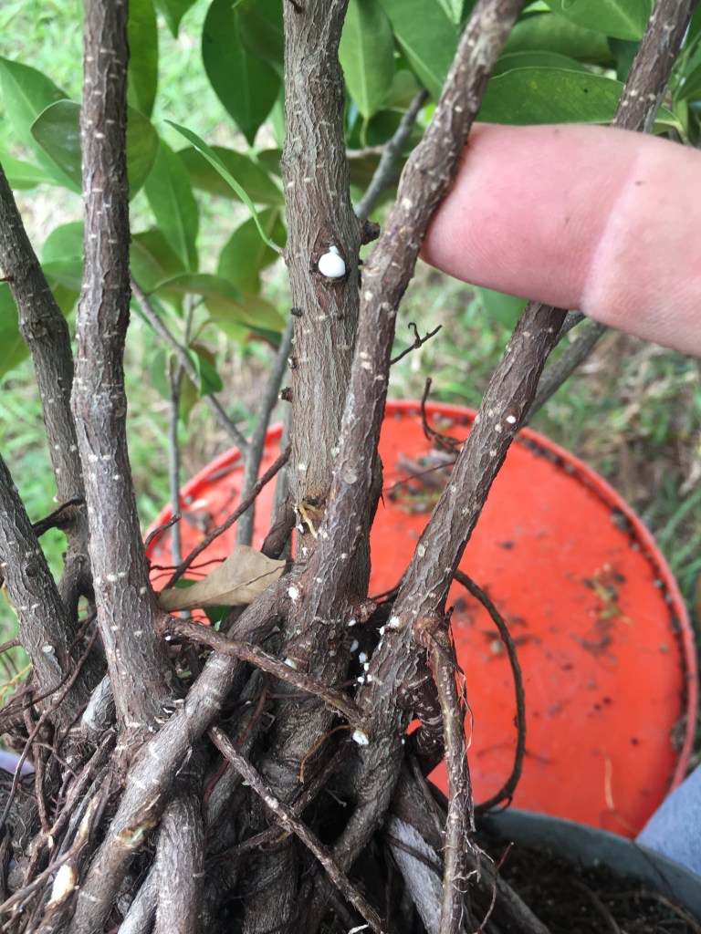 Gnarly root monster – Adam's Art and Bonsai Blog