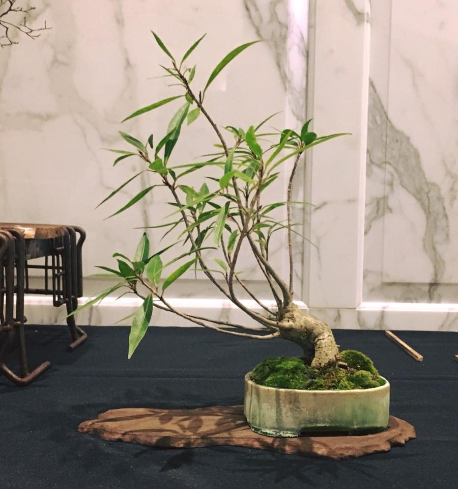 A bonsai tree?  Adam's Art and Bonsai Blog