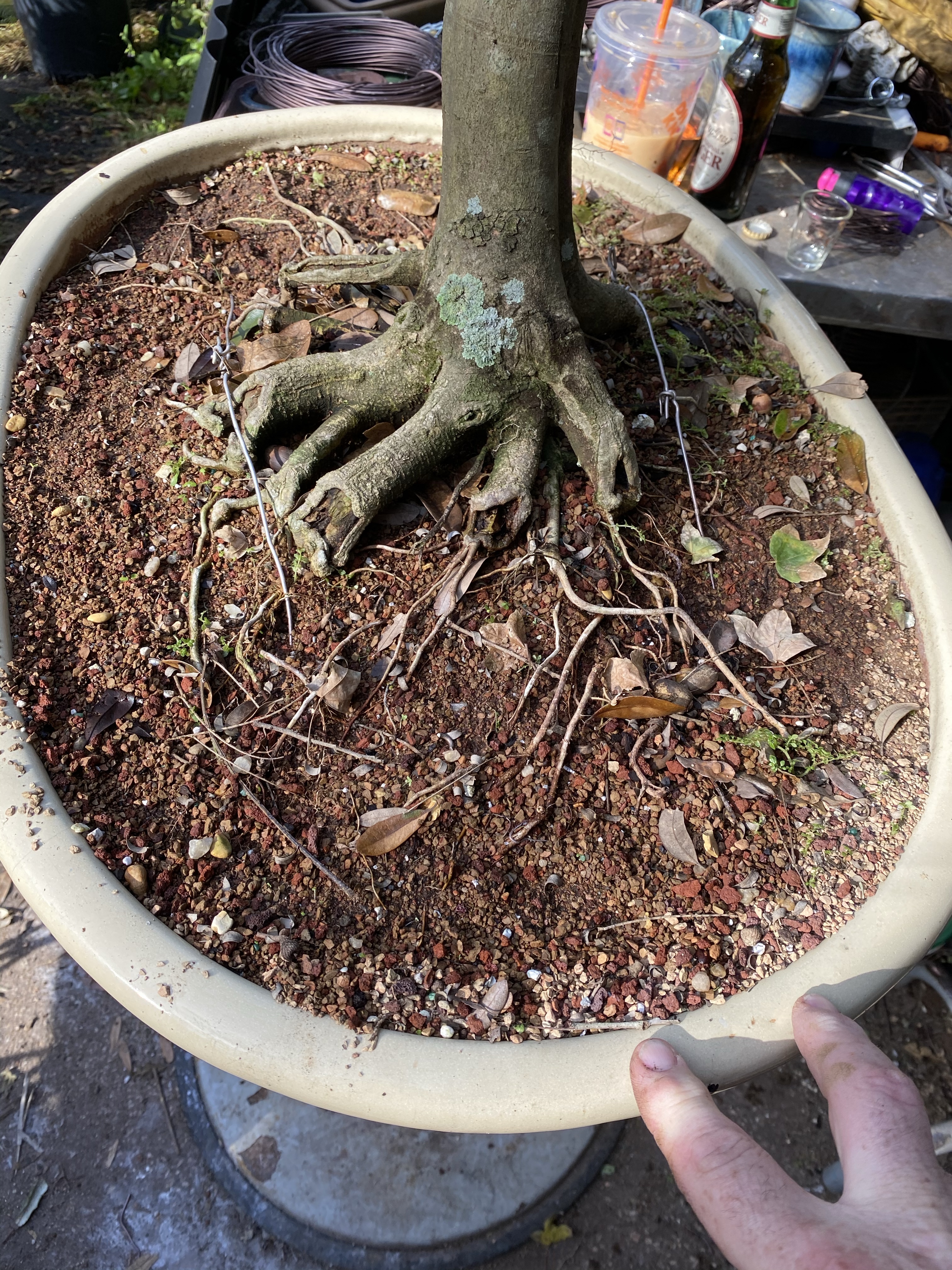 Trident Maple Thread Graft – Adam's Art and Bonsai Blog