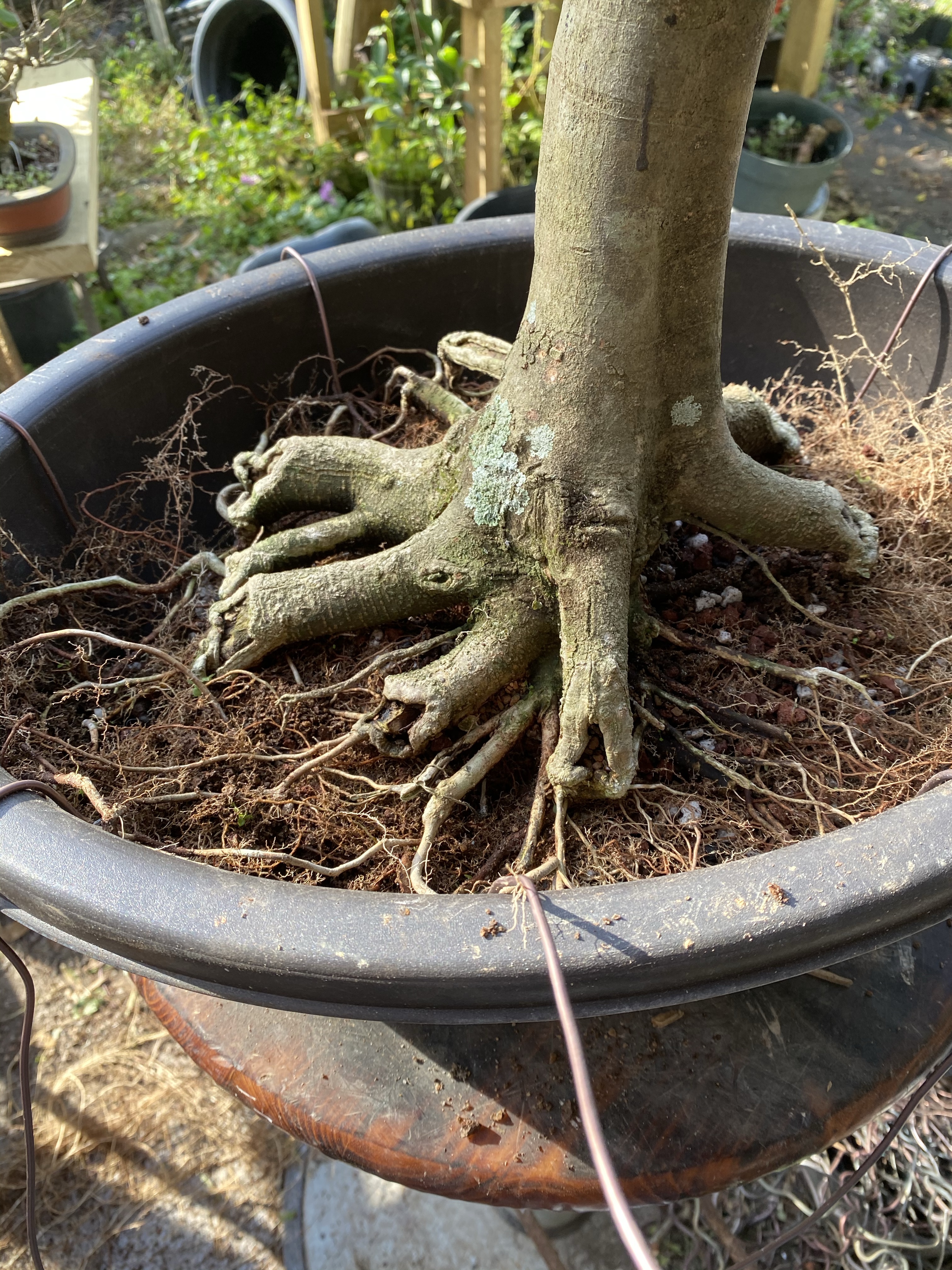 Trident Maple Thread Graft – Adam's Art and Bonsai Blog