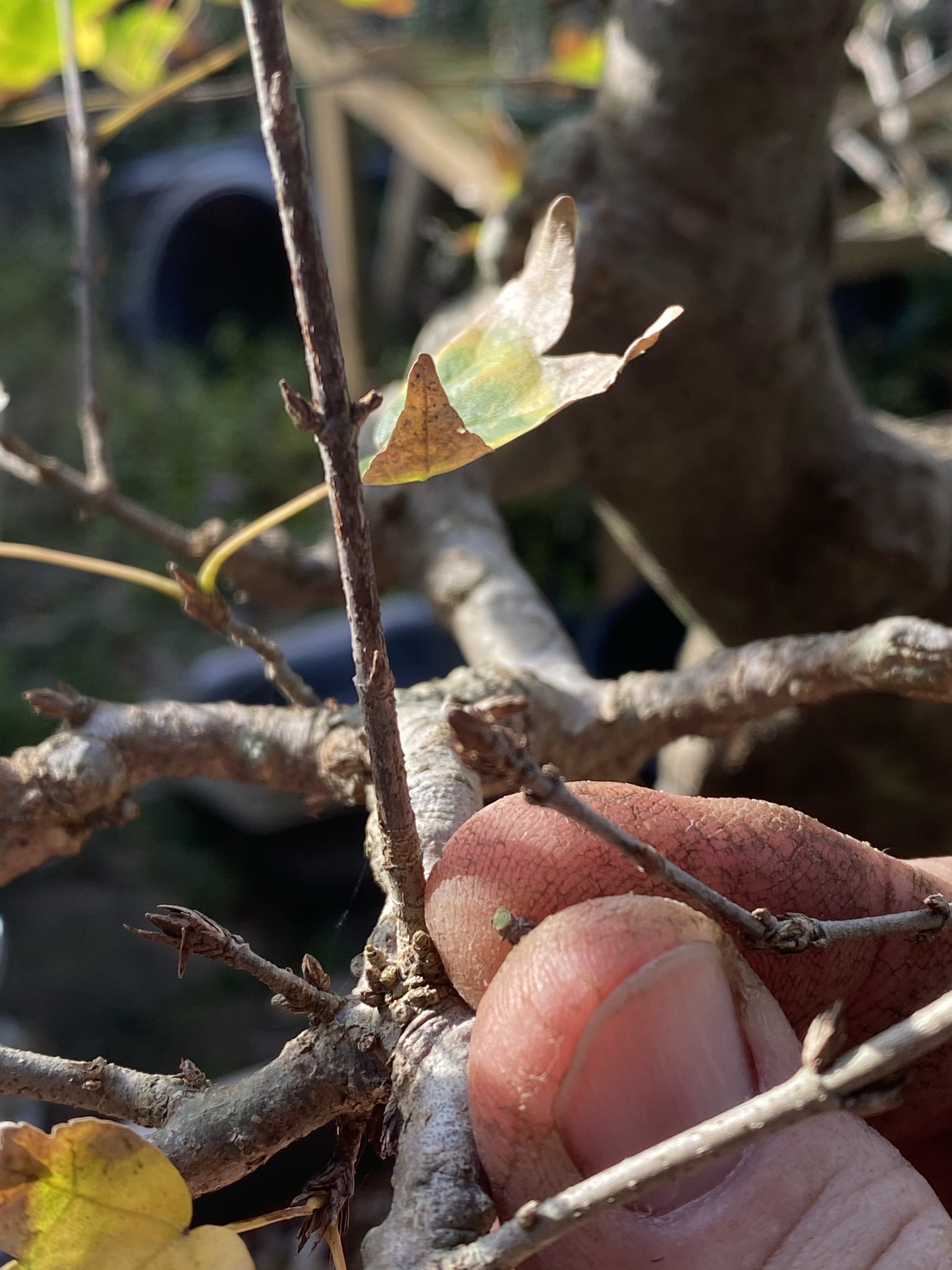 Trident Maple Thread Graft – Adam's Art and Bonsai Blog