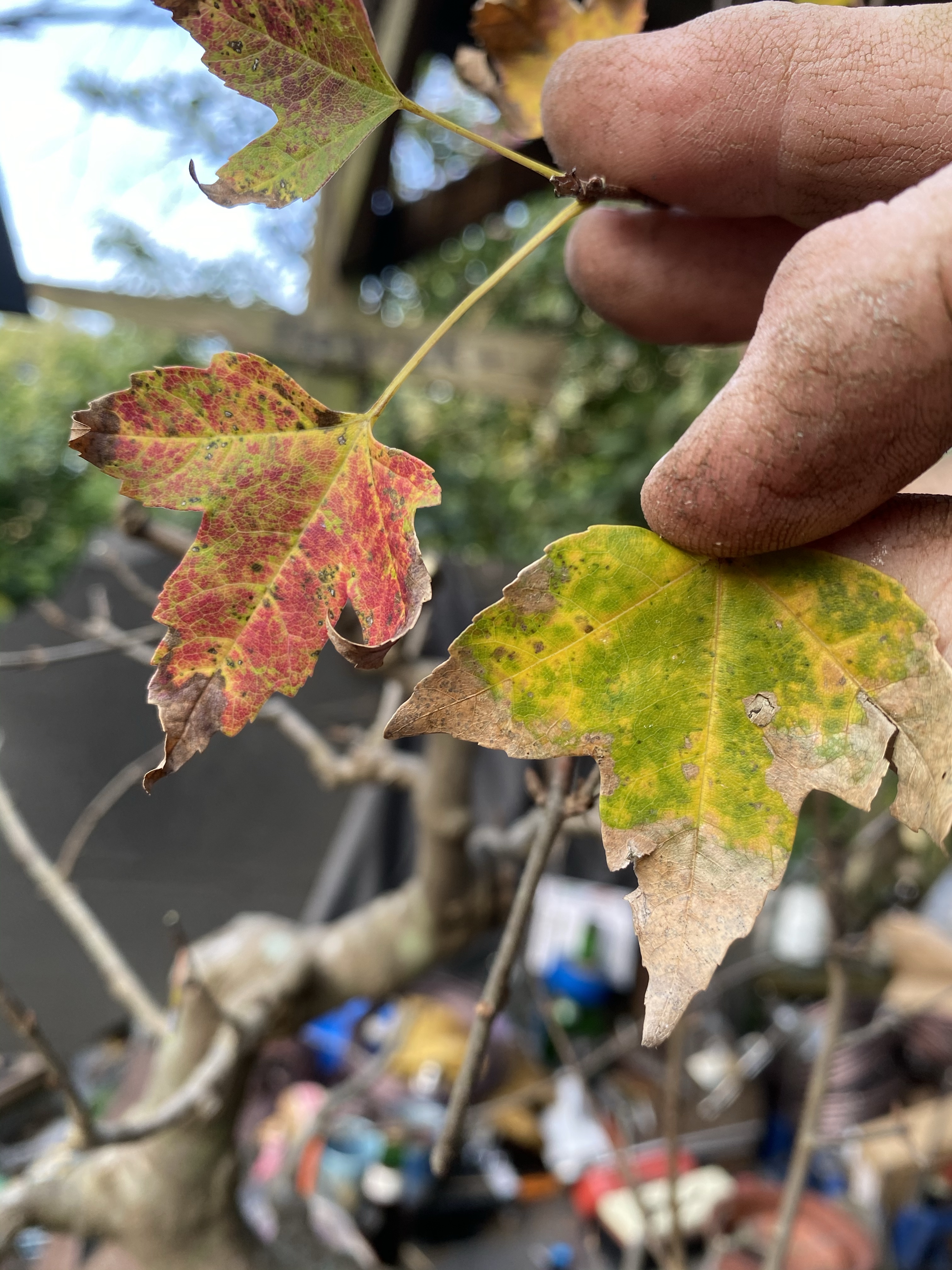 Trident Maple Thread Graft – Adam's Art and Bonsai Blog