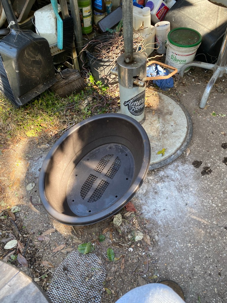 Trident Maple Thread Graft – Adam's Art and Bonsai Blog