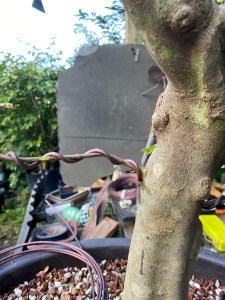 Trident Maple Thread Graft – Adam's Art and Bonsai Blog