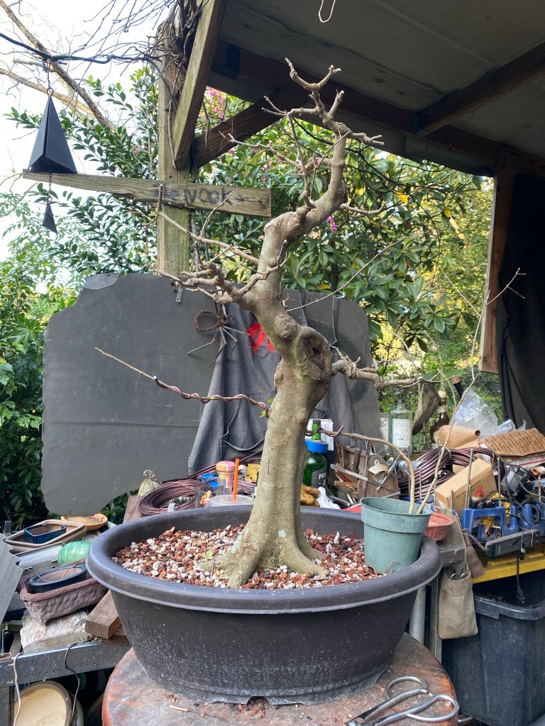 Trident Maple Thread Graft – Adam's Art and Bonsai Blog