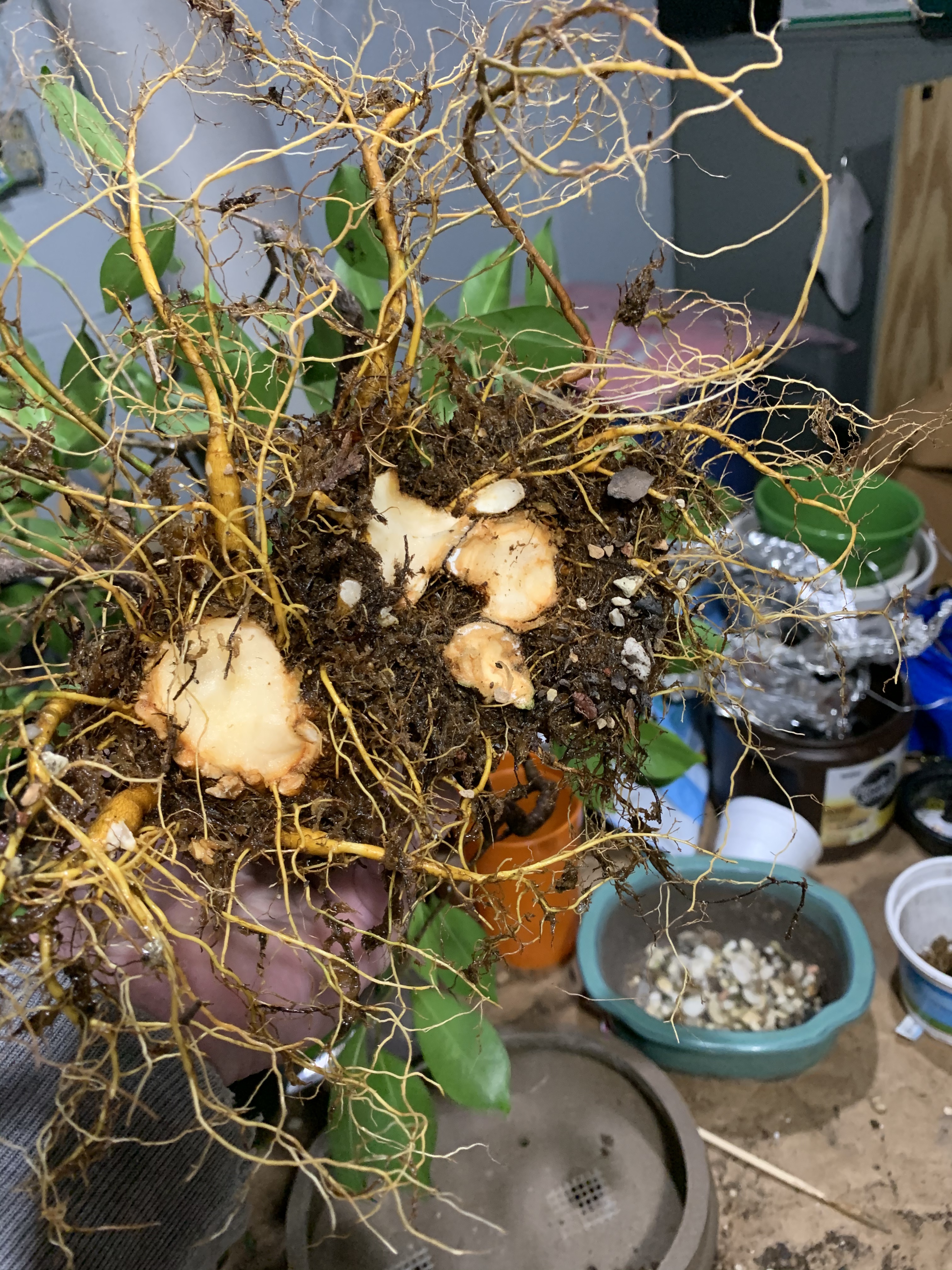 What can you do with a ginseng ficus, Northern edition – Adam's Art and ...