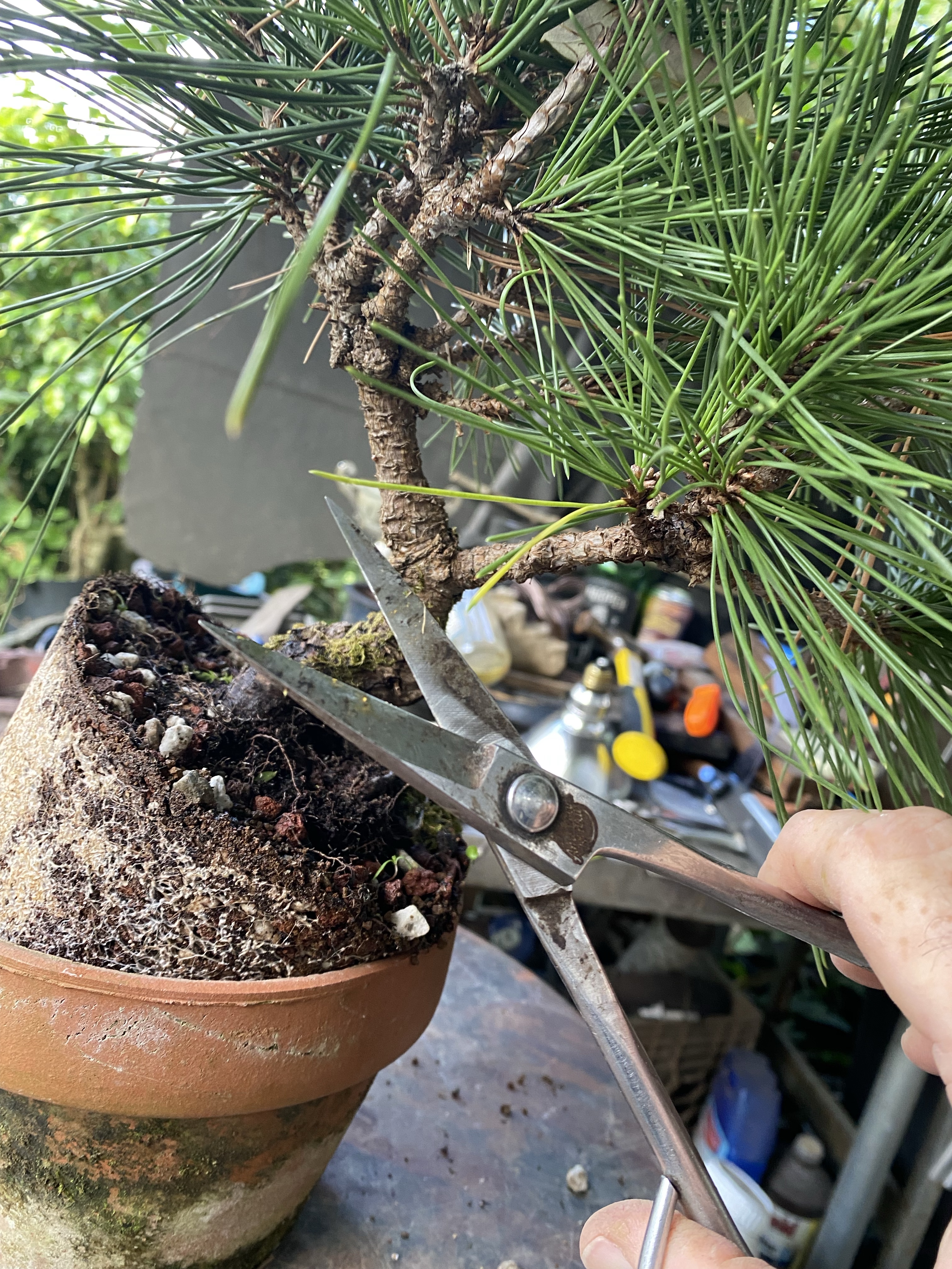 Japanese Black Pine, a gift from an old friend – Adam's Art and