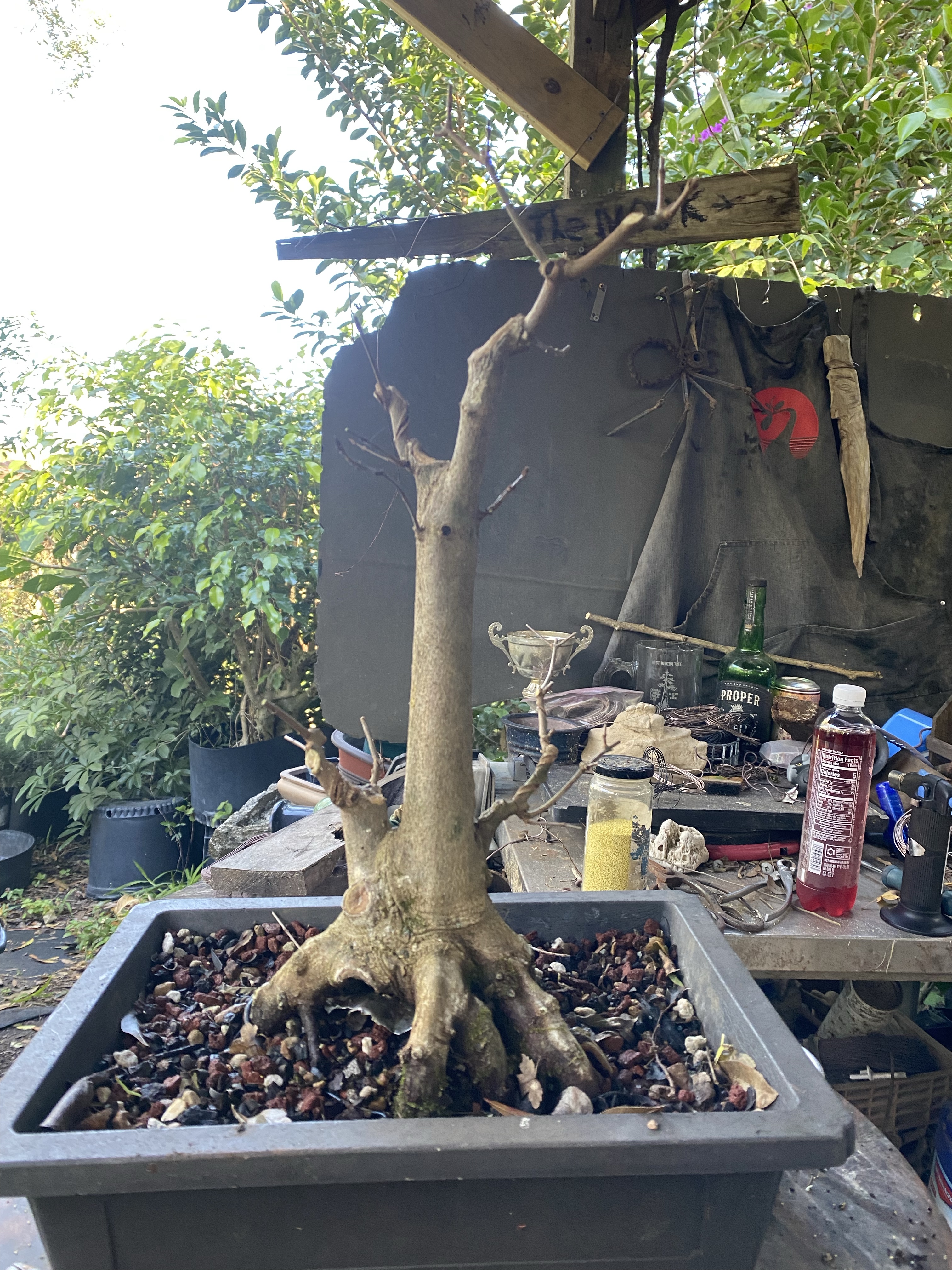 Just stick a branch on your tree – Adam's Art and Bonsai Blog