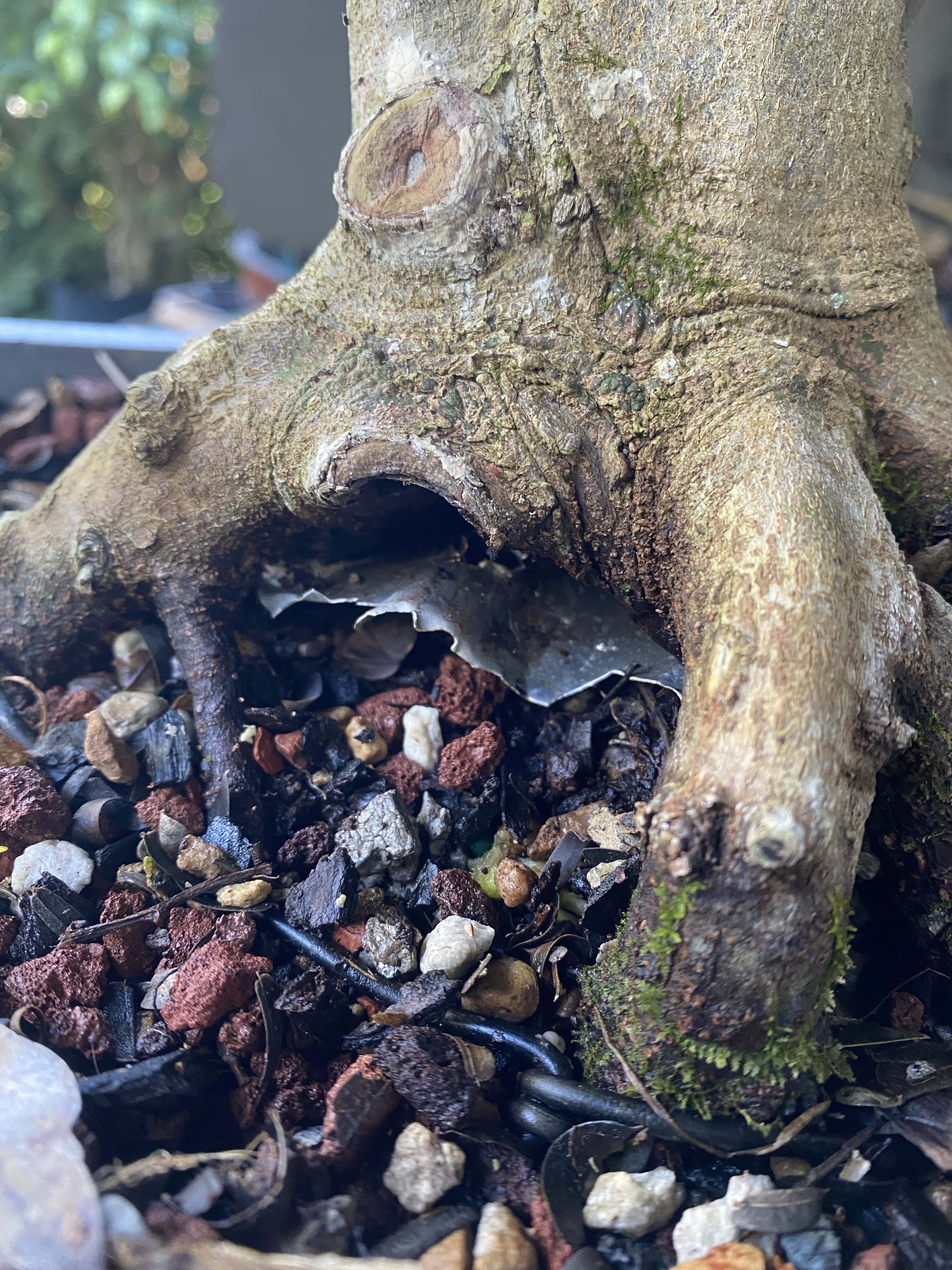 Just stick a branch on your tree – Adam's Art and Bonsai Blog