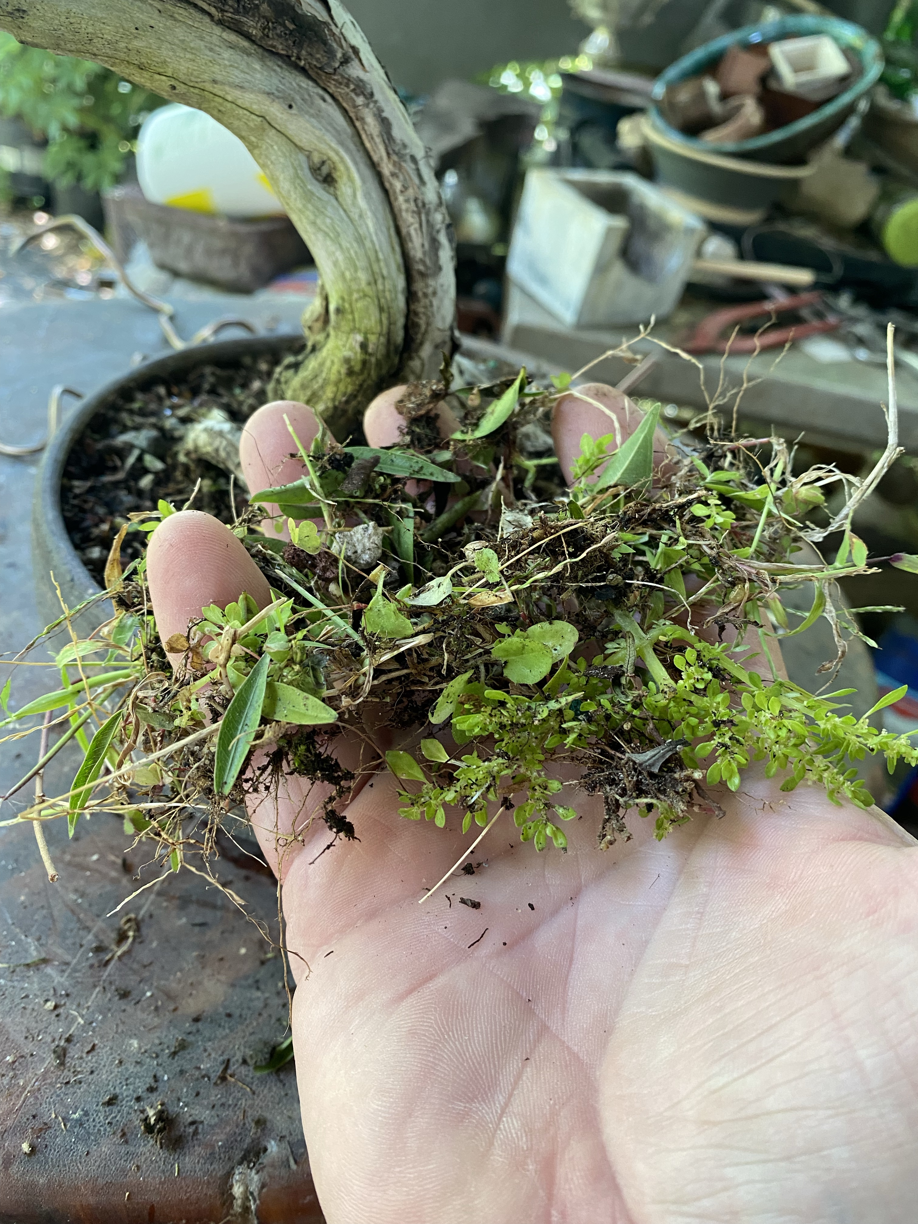 Jorge's Buttonwood – Adam's Art and Bonsai Blog