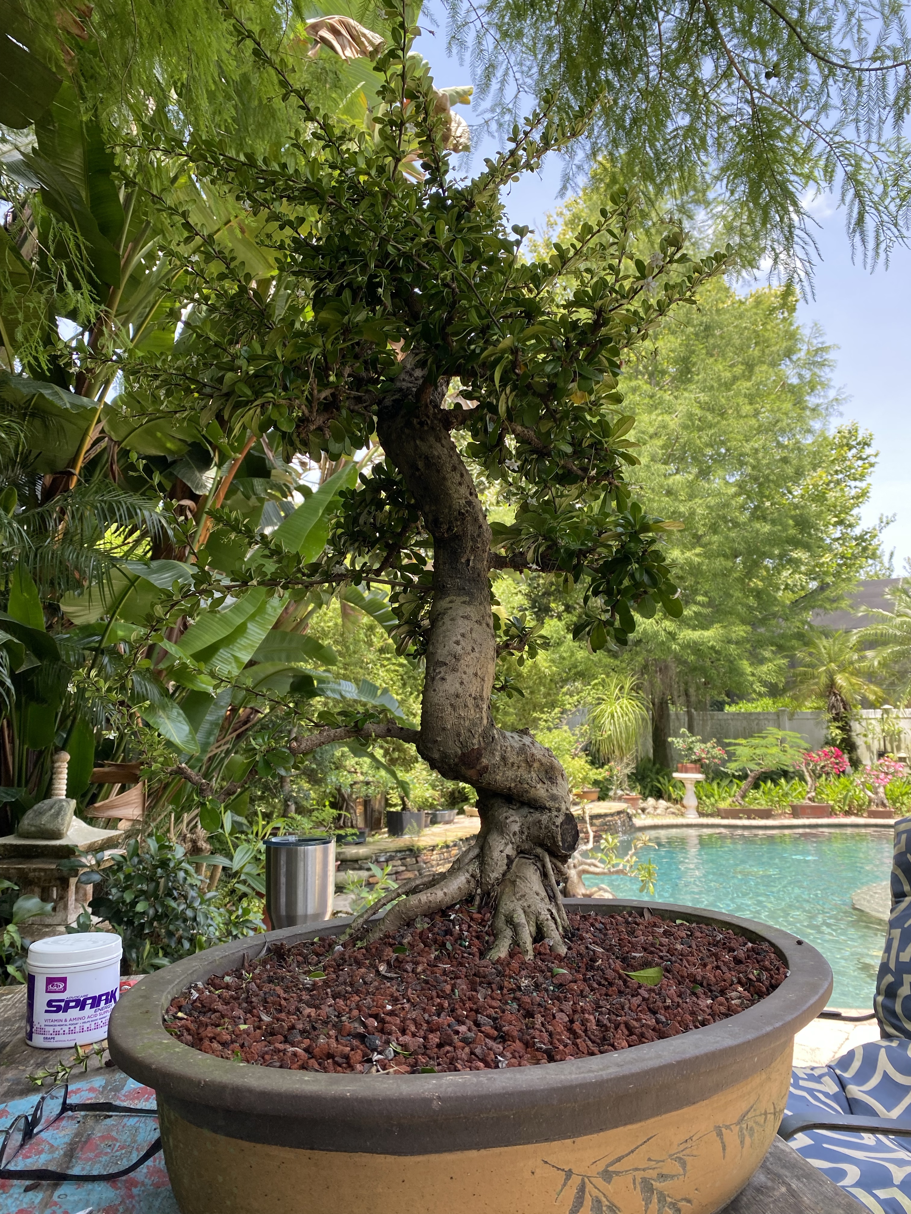 bonsai tree wall art Stunning Pink Bonsai Tree Art Prints main image 0