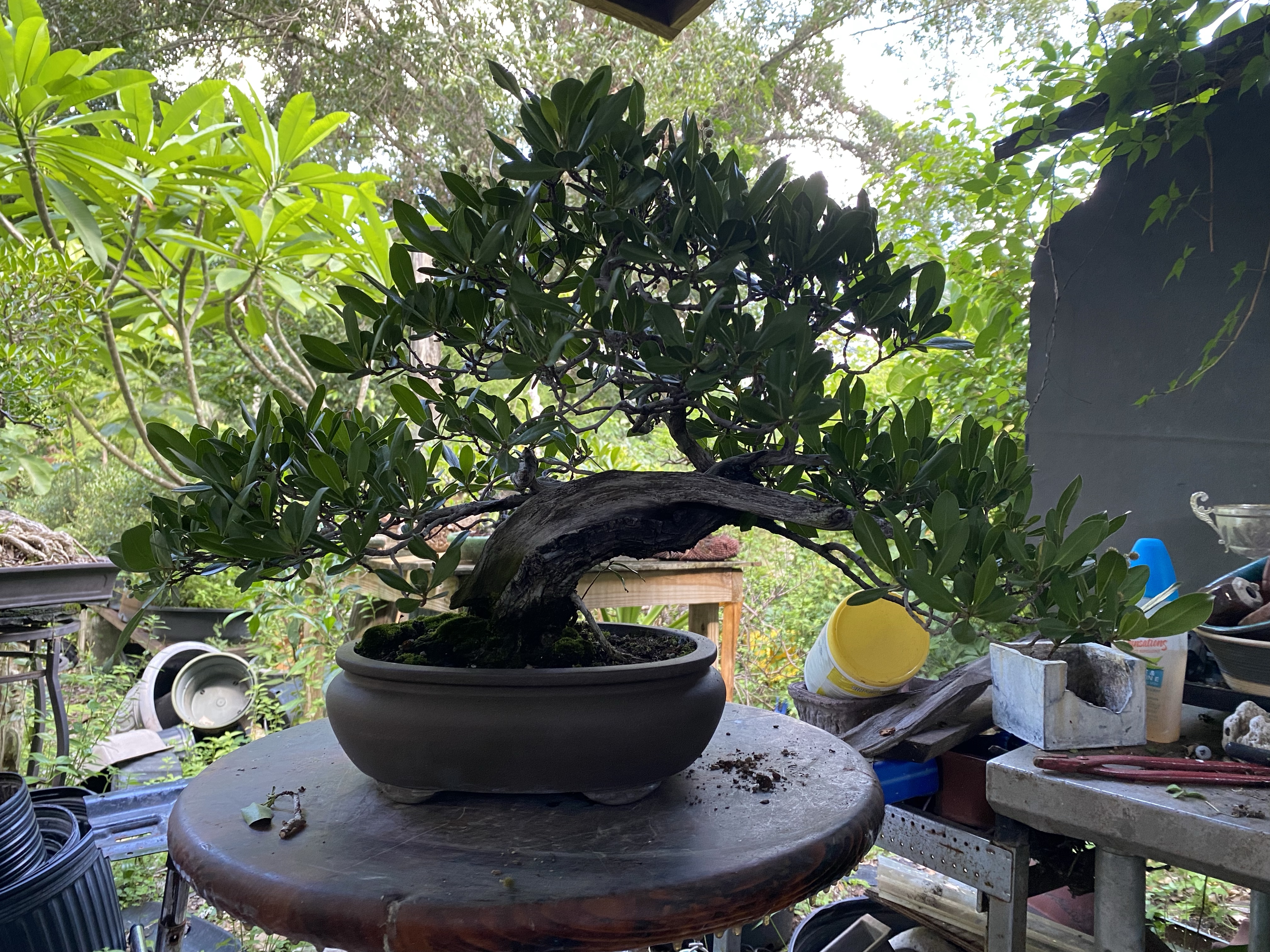 Janice's Buttonwood – Adam's Art and Bonsai Blog