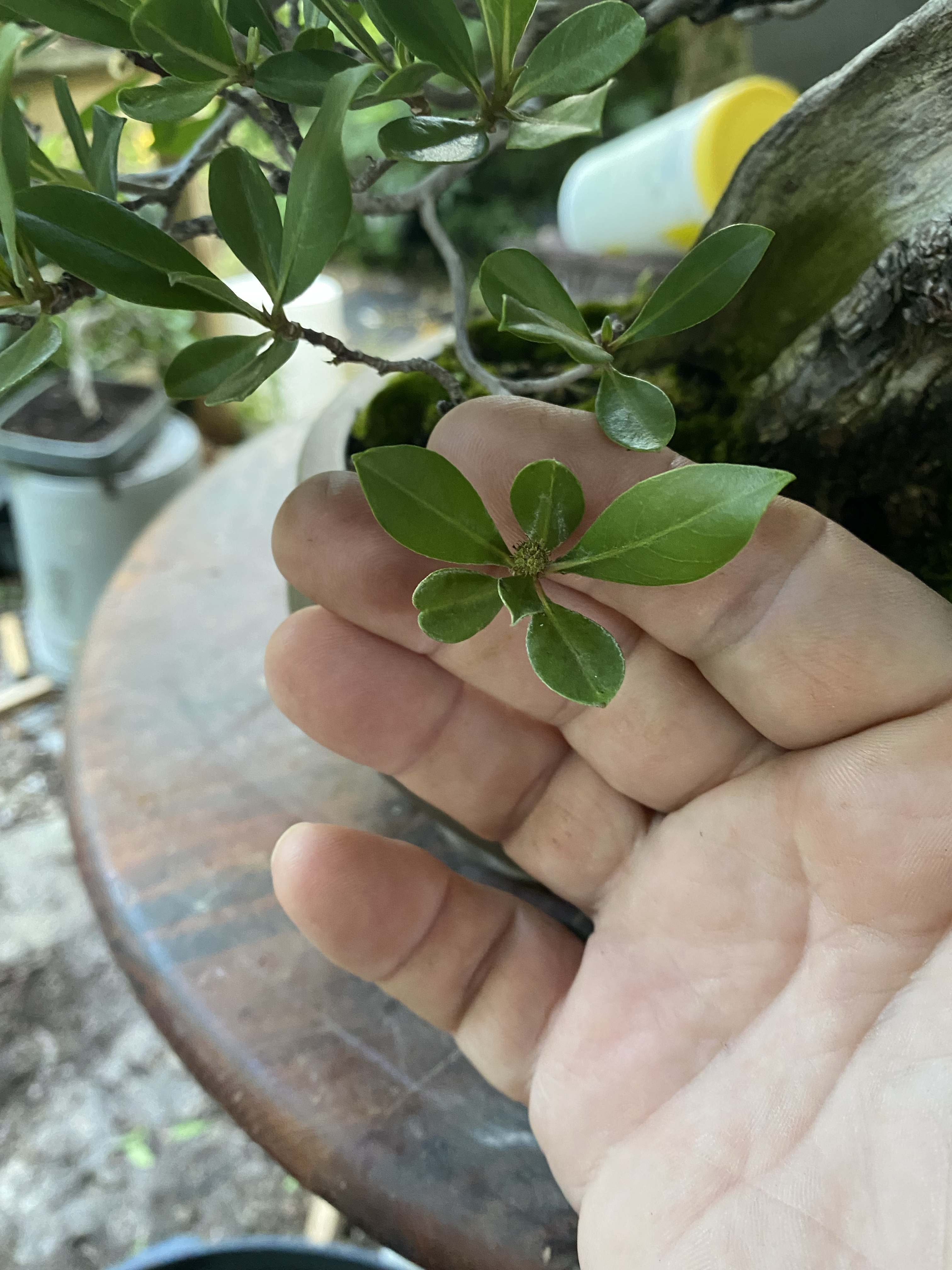 Janice's Buttonwood – Adam's Art and Bonsai Blog