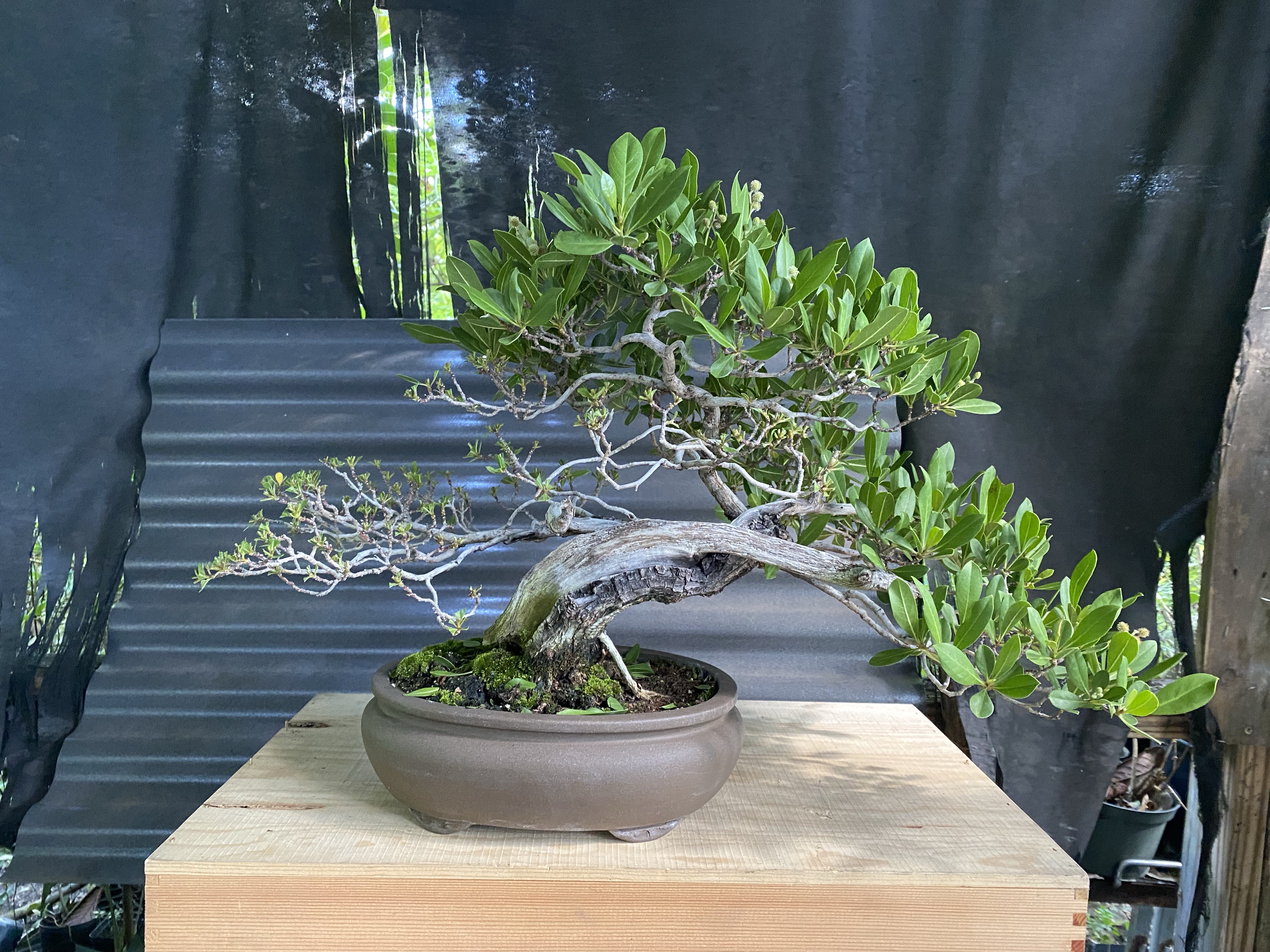 Janice's Buttonwood – Adam's Art and Bonsai Blog