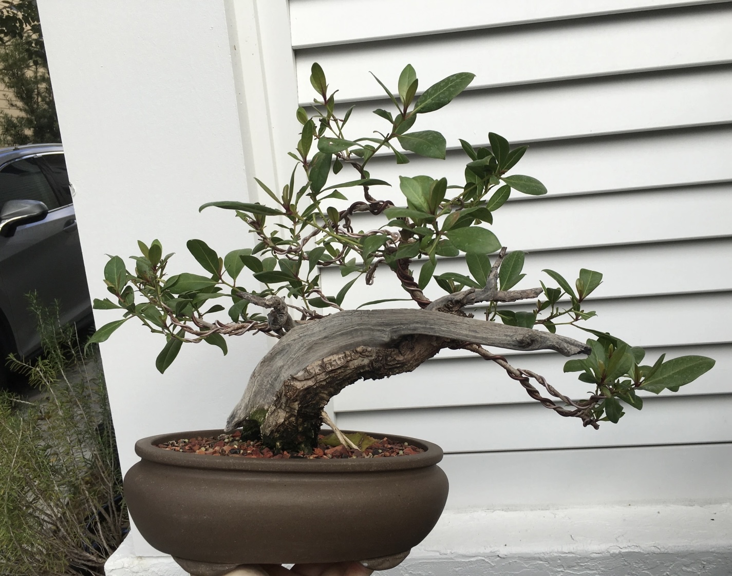 Janice's Buttonwood – Adam's Art and Bonsai Blog