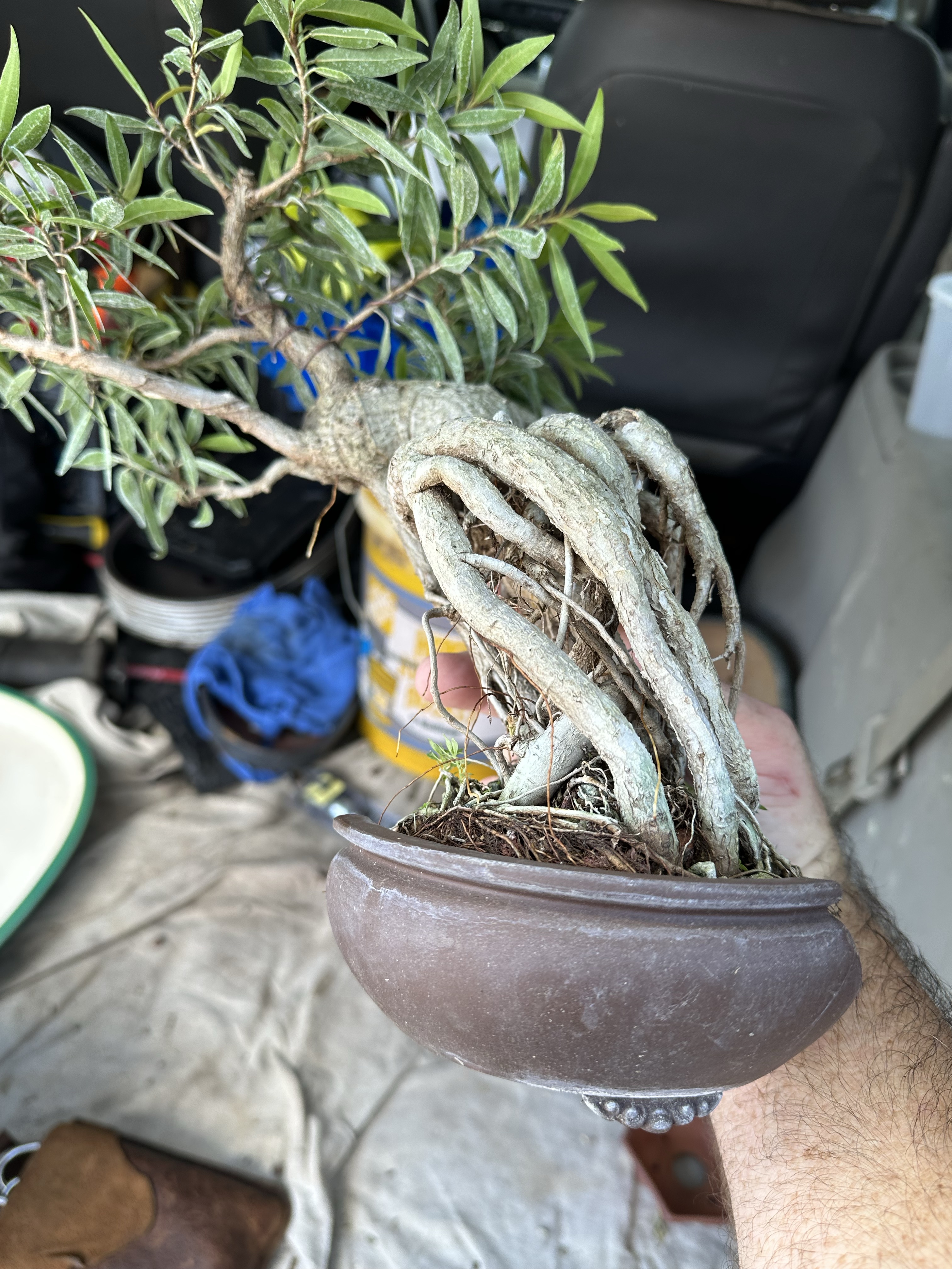 Back Bumper Bonsai – Adam's Art and Bonsai Blog