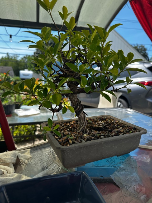 lilac bonsai for sale 27 year old Dwarf Korean Lilac Specimen Bonsai Tree main image 0